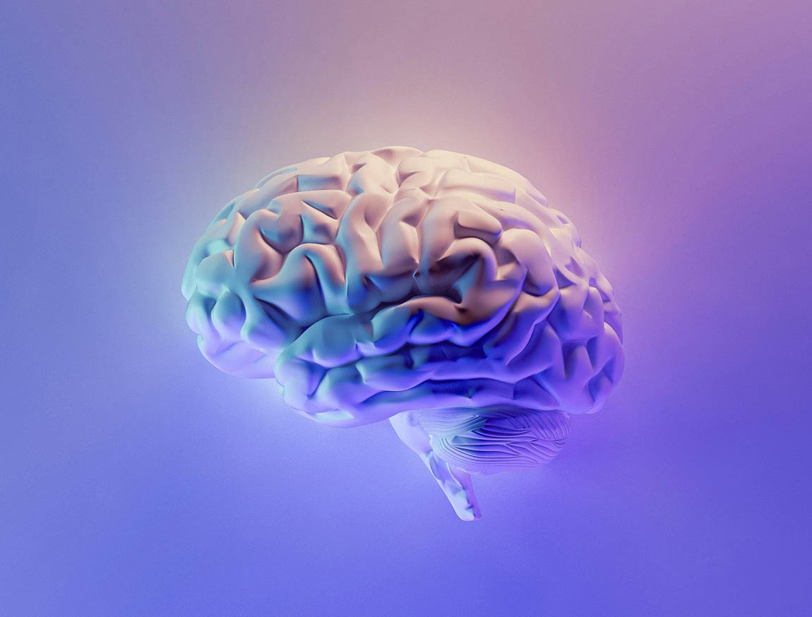 brain